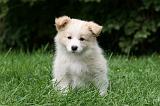 BORDER COLLIE 1287